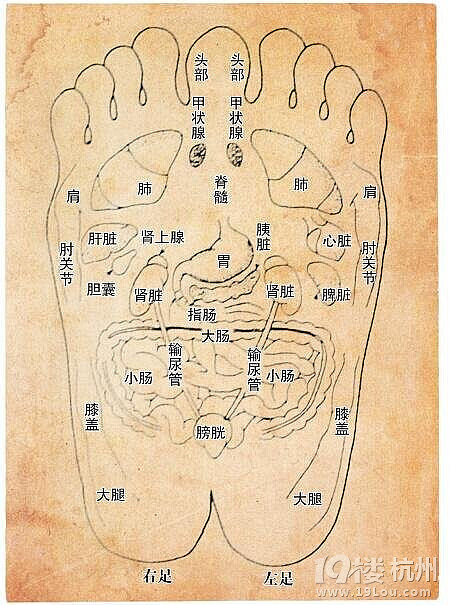 学习了,人体反射区太多了,有人说捏脚有助穴位打通,我看过的