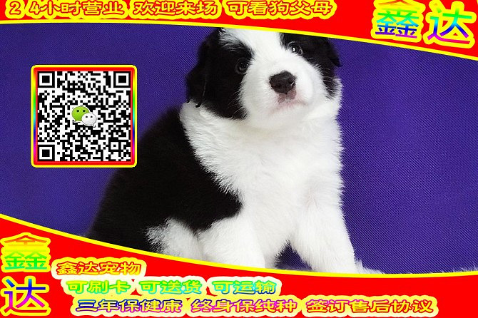 精品边境牧羊犬 微信视频 可送货  可见父母  签订协议