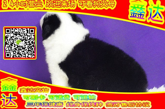 精品边境牧羊犬 微信视频 可送货  可见父母  签订协议
