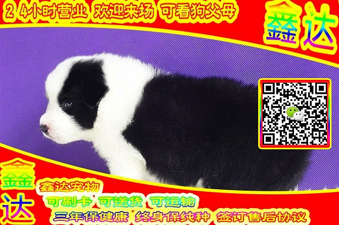 精品边境牧羊犬 微信视频 可送货  可见父母  签订协议