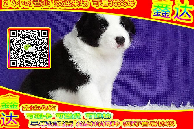 精品边境牧羊犬 微信视频 可送货  可见父母  签订协议