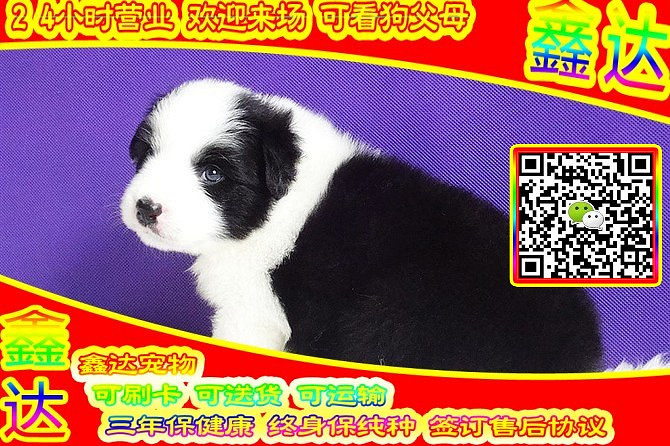 精品边境牧羊犬 微信视频 可送货  可见父母  签订协议