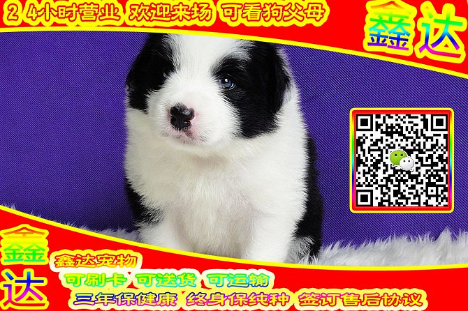 精品边境牧羊犬 微信视频 可送货  可见父母  签订协议