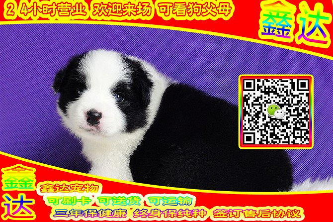 精品边境牧羊犬 微信视频 可送货  可见父母  签订协议