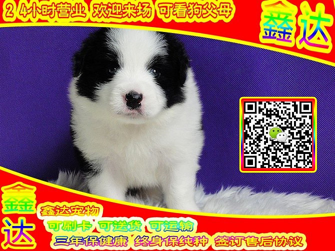 精品边境牧羊犬 微信视频 可送货  可见父母  签订协议