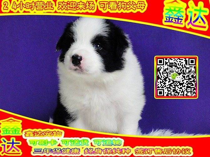 精品边境牧羊犬 微信视频 可送货  可见父母  签订协议