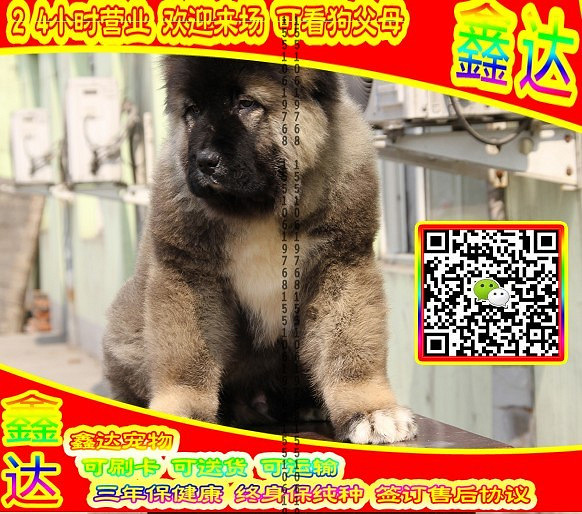 高加索犬、微信视频、可送货、可发货、签订协议