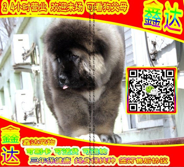 高加索犬、微信视频、可送货、可发货、签订协议