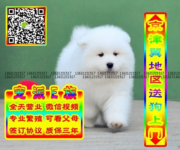 微笑萨摩、微信视频、可送货、可发货 签协议