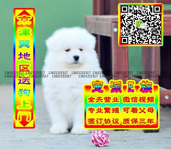 微笑萨摩、微信视频、可送货、可发货 签协议