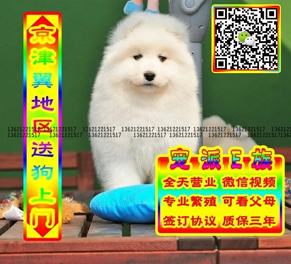 微笑萨摩、微信视频、可送货、可发货 签协议