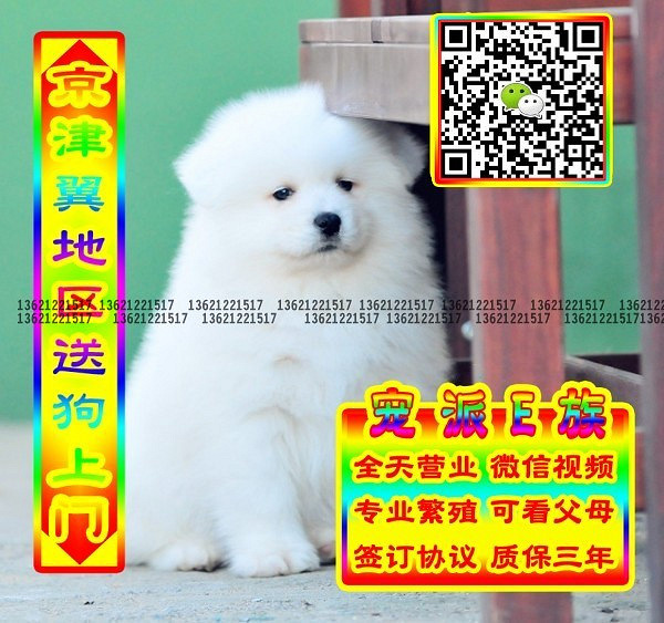 微笑萨摩、微信视频、可送货、可发货 签协议