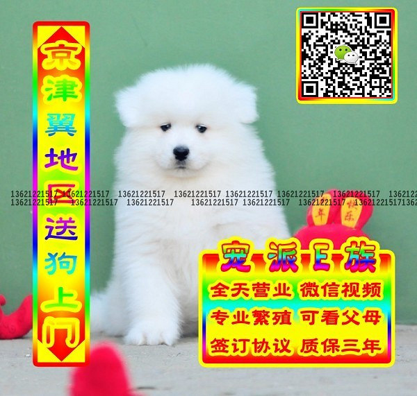 微笑萨摩、微信视频、可送货、可发货 签协议