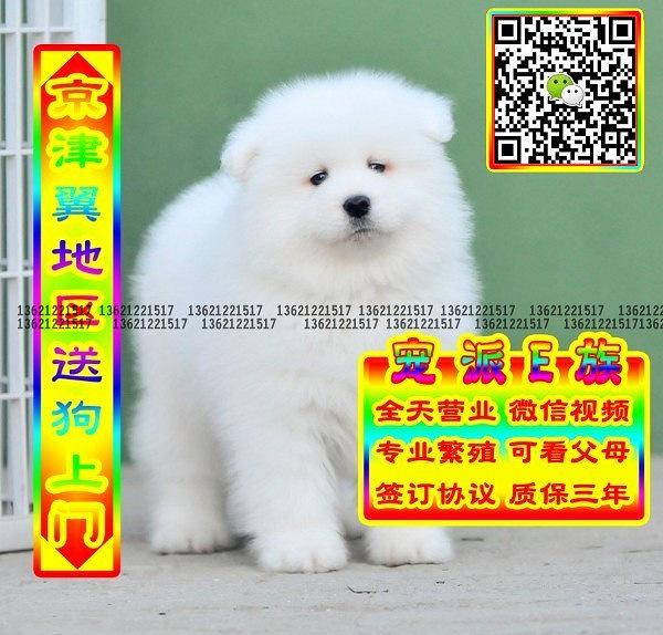 微笑萨摩、微信视频、可送货、可发货 签协议