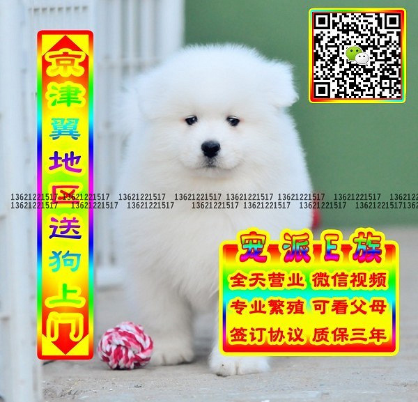 微笑萨摩、微信视频、可送货、可发货 签协议