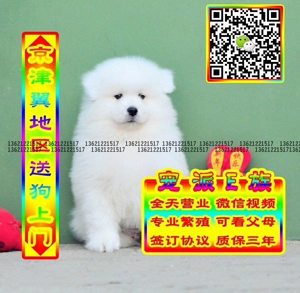 微笑萨摩、微信视频、可送货、可发货 签协议