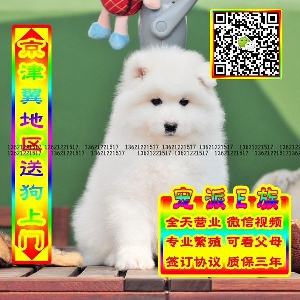 微笑萨摩、微信视频、可送货、可发货 签协议