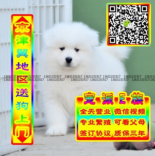 微笑萨摩、微信视频、可送货、可发货 签协议