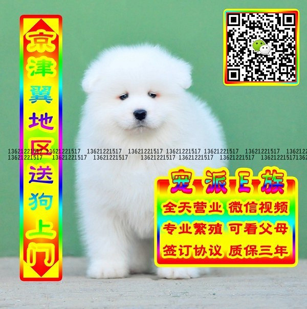 微笑萨摩、微信视频、可送货、可发货 签协议