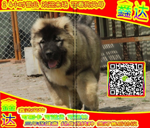 高加索犬、微信视频、可送货、可发货、签订协议