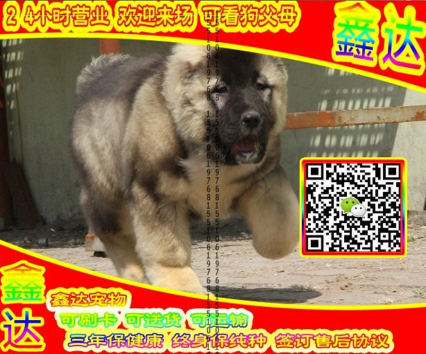 高加索犬、微信视频、可送货、可发货、签订协议