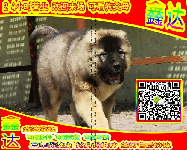 高加索犬、微信视频、可送货、可发货、签订协议