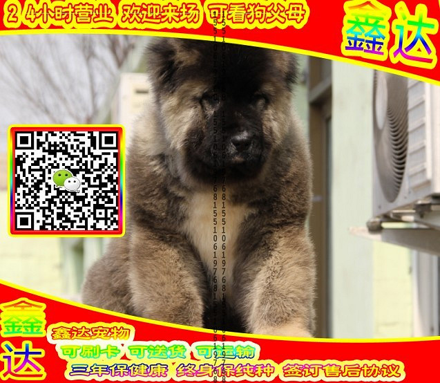 高加索犬、微信视频、可送货、可发货、签订协议