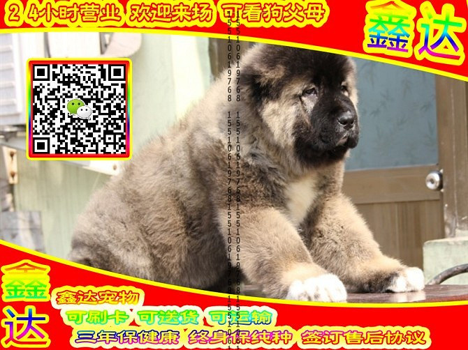高加索犬、微信视频、可送货、可发货、签订协议