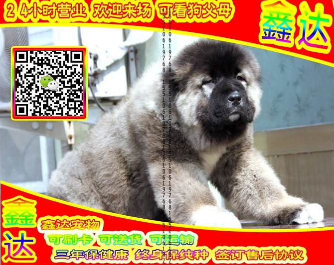高加索犬、微信视频、可送货、可发货、签订协议