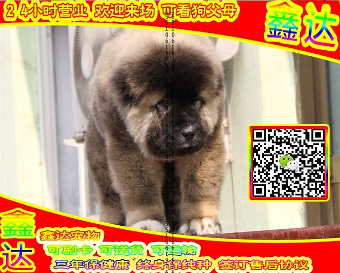 高加索犬、微信视频、可送货、可发货、签订协议