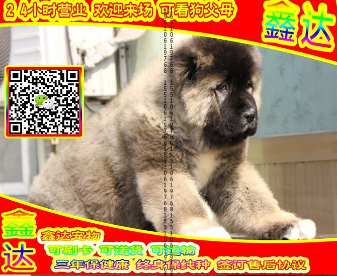 高加索犬、微信视频、可送货、可发货、签订协议