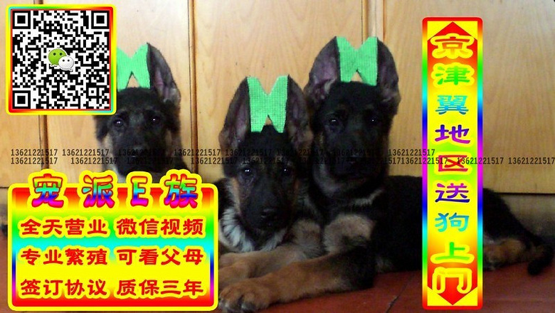 德牧幼犬、微信视频、可送货、可发货、签订协议