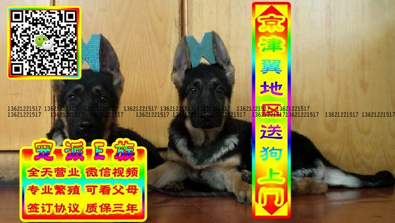 德牧幼犬、微信视频、可送货、可发货、签订协议