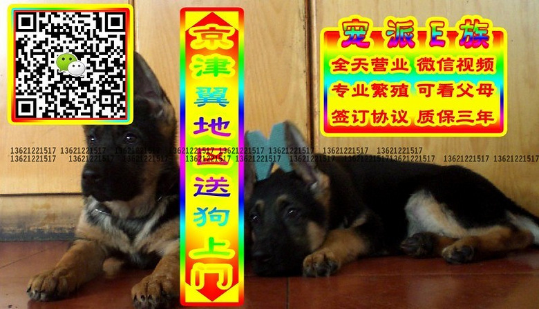 德牧幼犬、微信视频、可送货、可发货、签订协议
