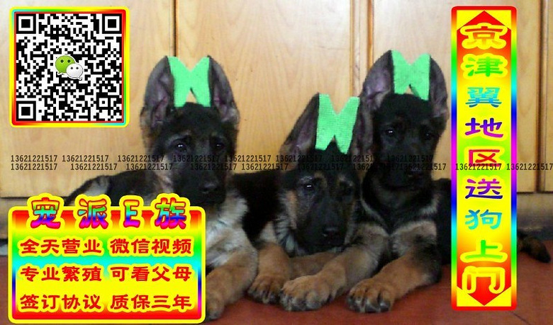 德牧幼犬、微信视频、可送货、可发货、签订协议
