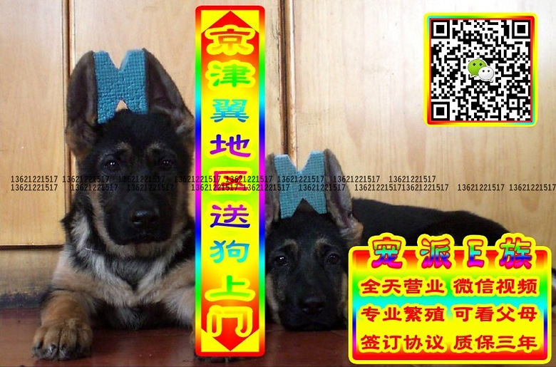 德牧幼犬、微信视频、可送货、可发货、签订协议