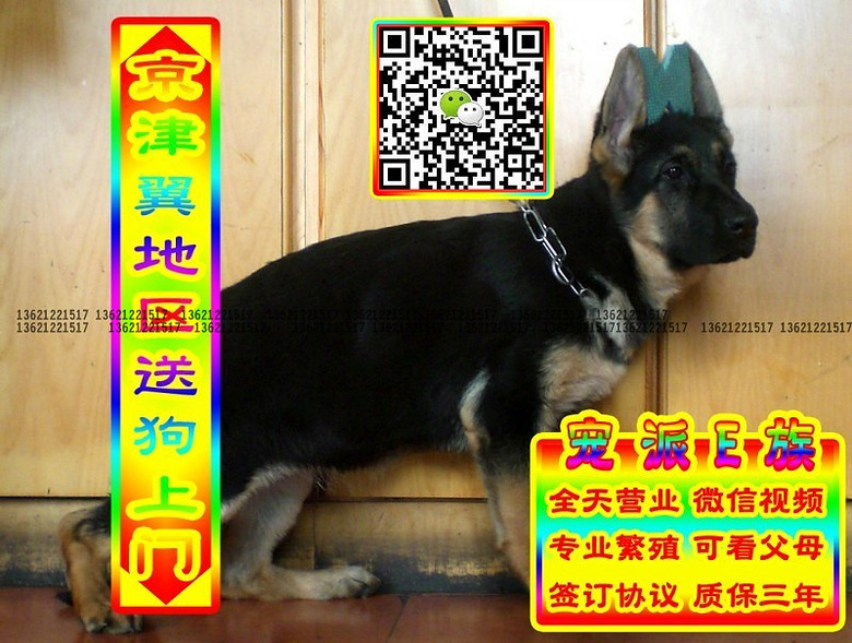 德牧幼犬、微信视频、可送货、可发货、签订协议