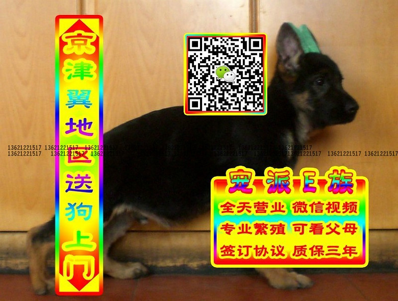 德牧幼犬、微信视频、可送货、可发货、签订协议
