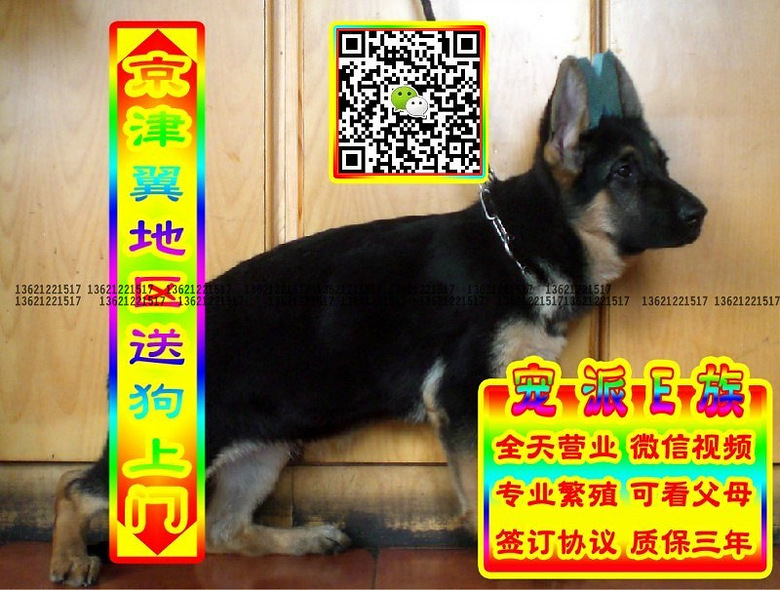德牧幼犬、微信视频、可送货、可发货、签订协议