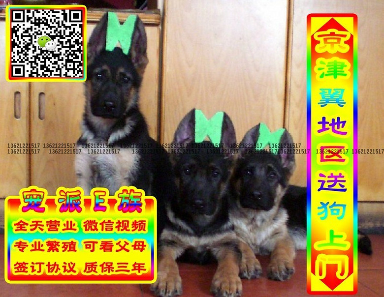 德牧幼犬、微信视频、可送货、可发货、签订协议