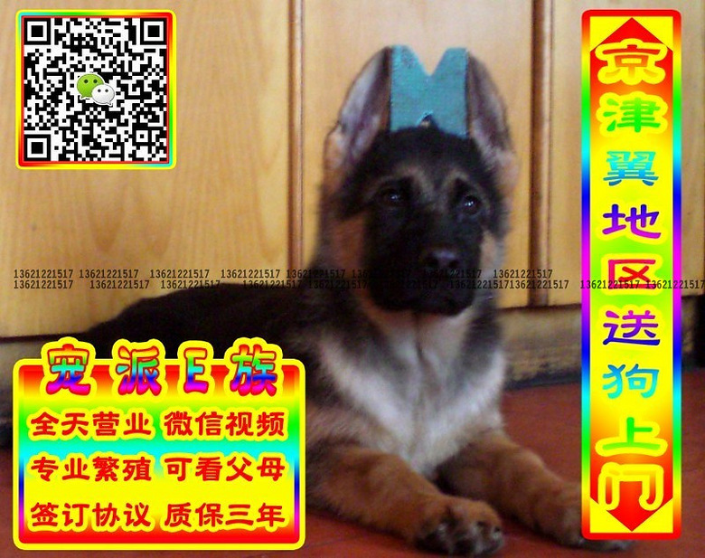 德牧幼犬、微信视频、可送货、可发货、签订协议