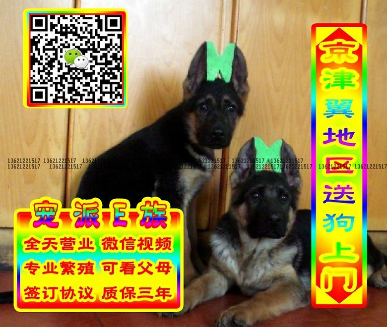 德牧幼犬、微信视频、可送货、可发货、签订协议