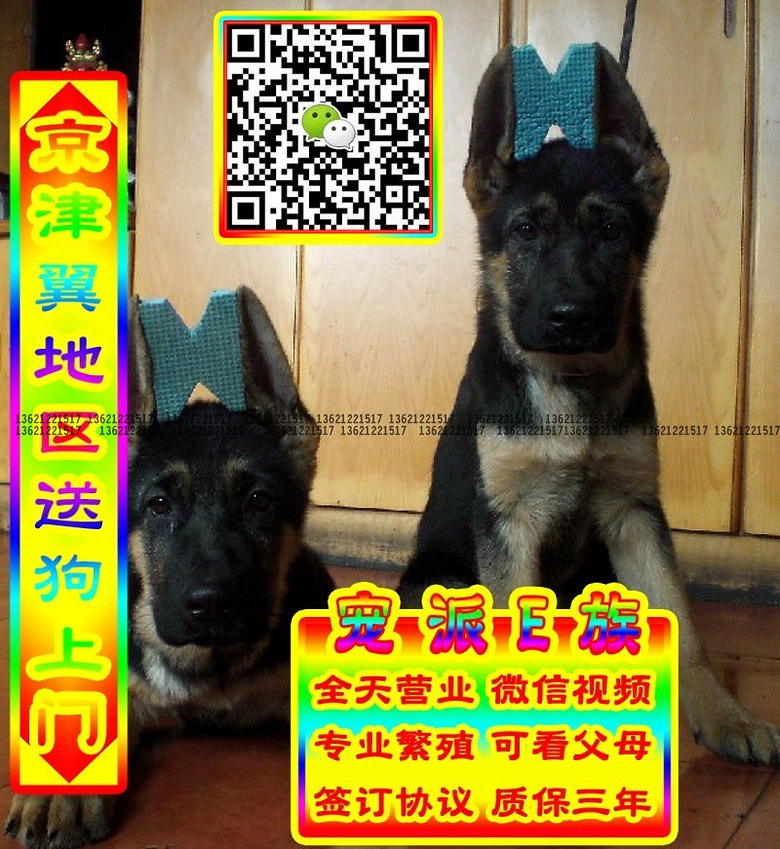 德牧幼犬、微信视频、可送货、可发货、签订协议