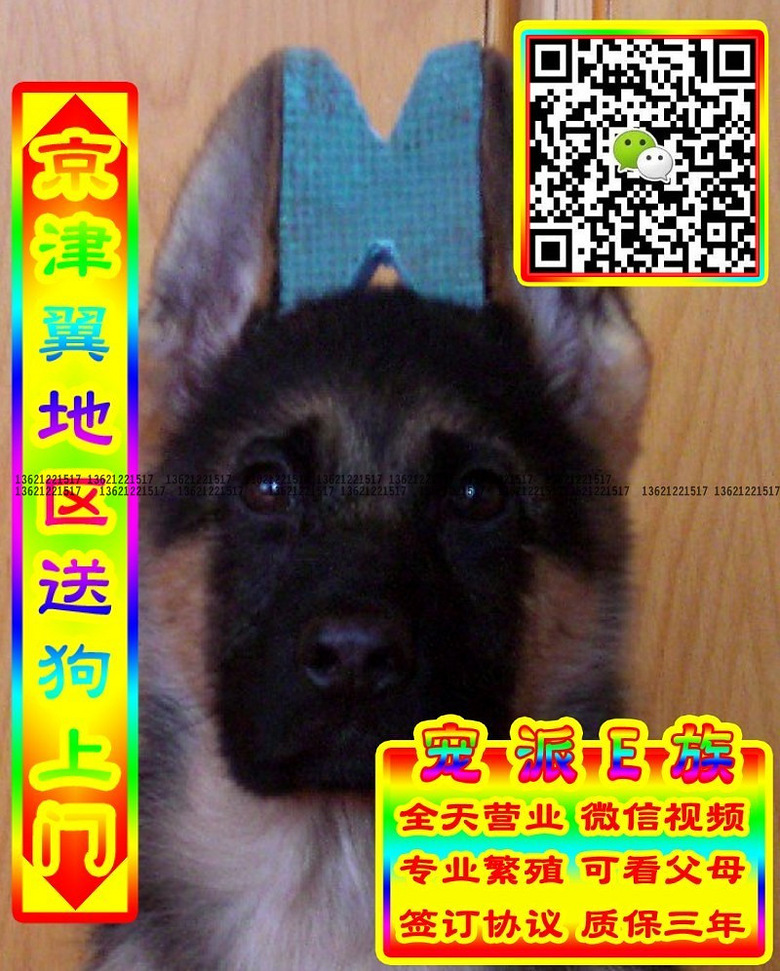 德牧幼犬、微信视频、可送货、可发货、签订协议
