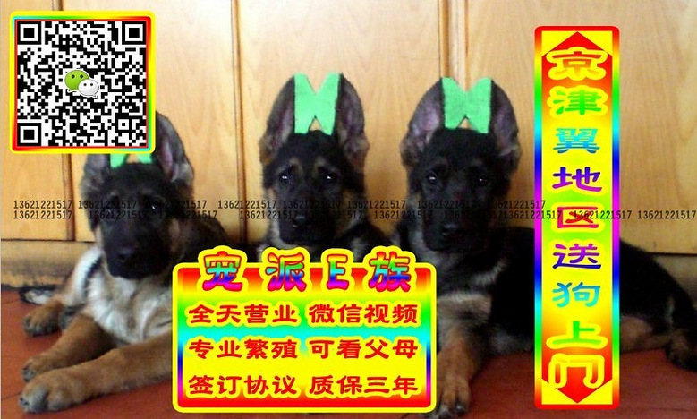 德牧幼犬、微信视频、可送货、可发货、签订协议