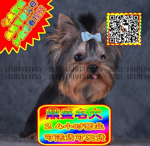 约克夏犬、微信视频、可见父母、可送货可发货