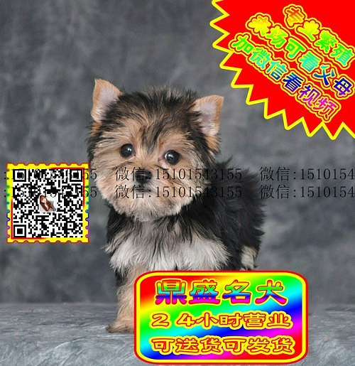 约克夏犬、微信视频、可见父母、可送货可发货