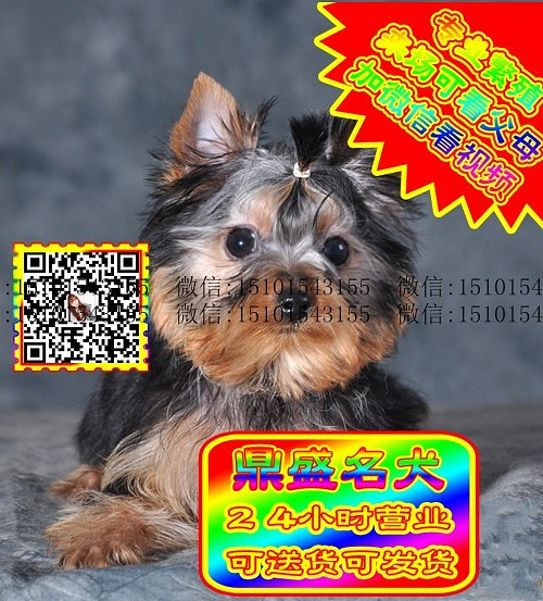 约克夏犬、微信视频、可见父母、可送货可发货