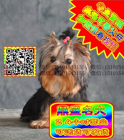 约克夏犬、微信视频、可见父母、可送货可发货