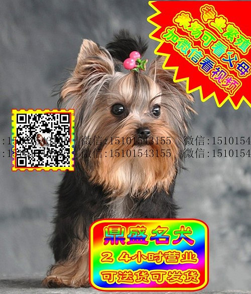 约克夏犬、微信视频、可见父母、可送货可发货